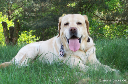 Was für ein super Labrador
