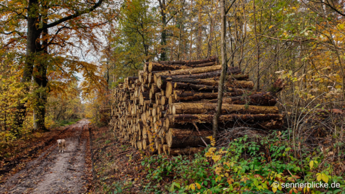 Waldweg-Waterboer
