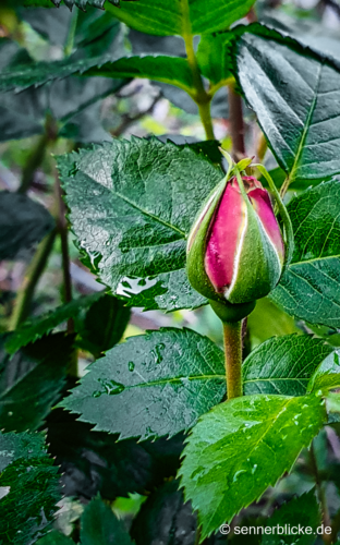 Zart geht die Rose auf