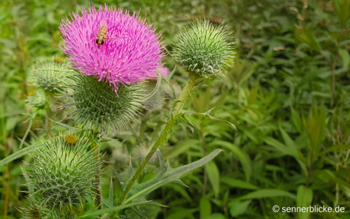 Wilde Distel mit Biene