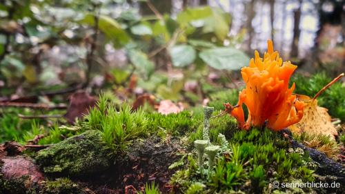 Pilz auf Moos in Oerlinghausen Südstadt