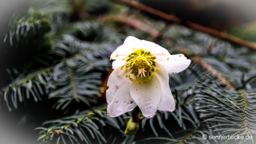 Christrose