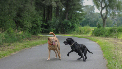 Marvin und Shelby