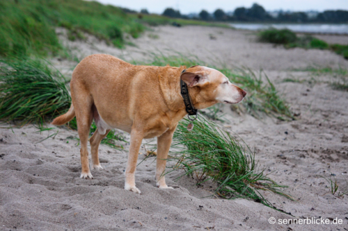 Marvin am Hundestrand in Grossenbrode