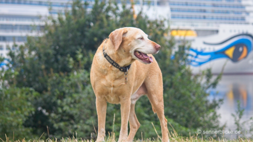 Marvin in Papenburg bei der Meyerwerft