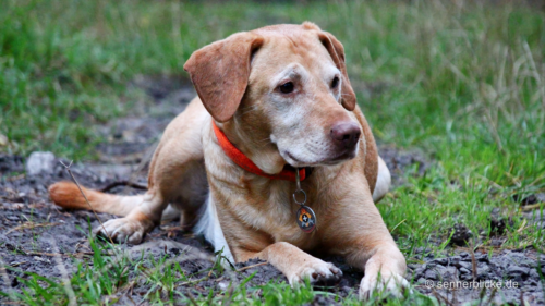 Rettungshund Marvin