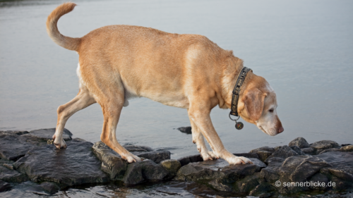 Marvin an der Nordsee