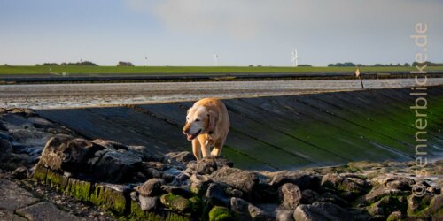 Marvin in Norden