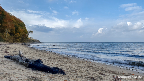 Todholz am Strand