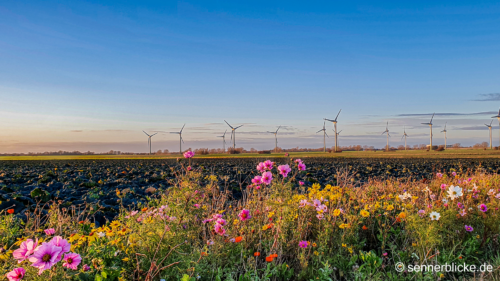Ackerblumen am Feld auf Fehmarn