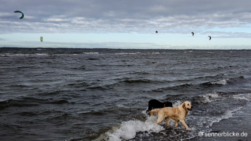 Yuma und ein Goldi kommen aus dem Wasser