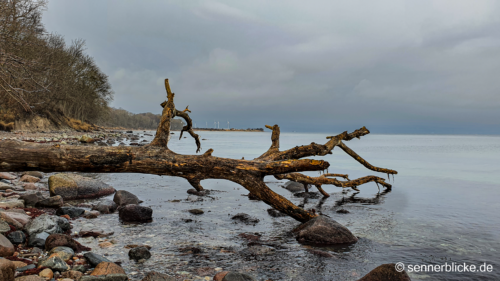 Alter umgestürzter Baum auf Fehmarn