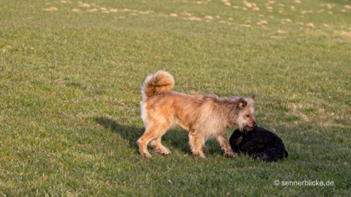 Nelda und Lady Miller