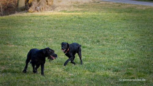 Yuma und Lady Miller