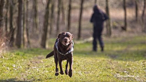 Labrador Quincy
