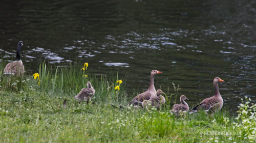 Gänsenachwuchs Mai 2022