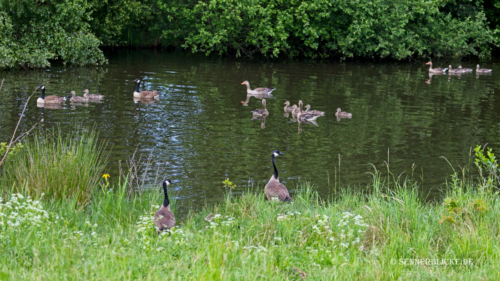 Gänsenachwuchs Mai 2022