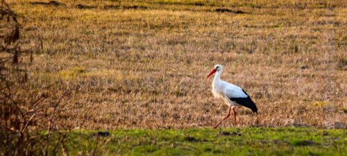 Ein Storch auf dem Feld