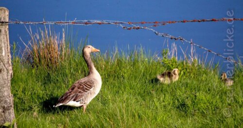 Gans mit Nachwuchs