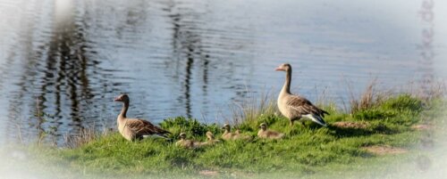 Gänsefamilie