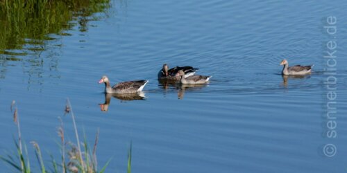 Gänse im Wasser
