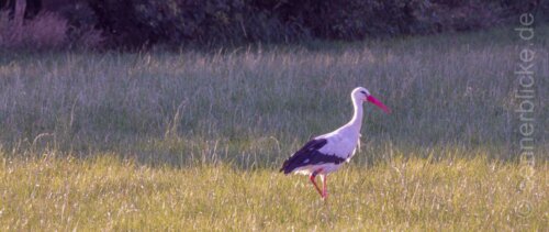Ein Storch kommt selten alleine