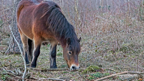 Pferd bei Oerlinghausen