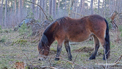 Pferd bei Oerlinghausen