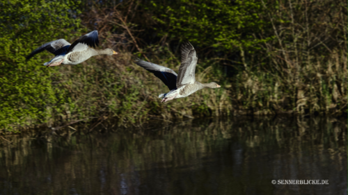 2 fliegende Gänse