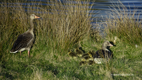 Der erste Nachwuchs bei den Gänsen. 7 kleine Gänse