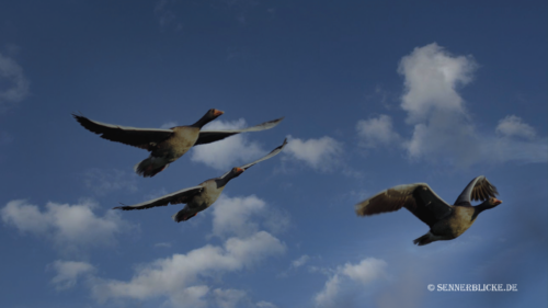 Einfach nur schön, die fliegenden Gänse sehen zu können