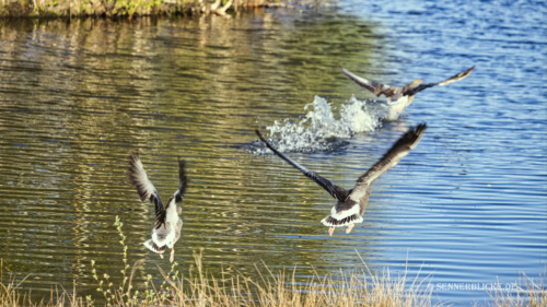 Landeanflug auf das Wasser