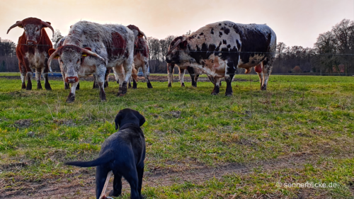Yuma meets Rinder